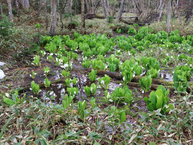 �~�Y�o�V���E_�m���I�v�V���i���c�A�[�YSOT!