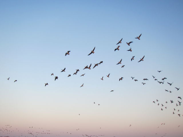 �}�K���̌Q��_�{����