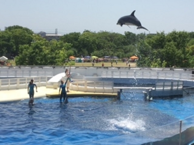 ���邩�V���[_���s������