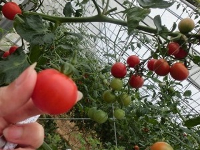 �����ł��H�ׂꂿ�Ⴄ��_����ό��_��