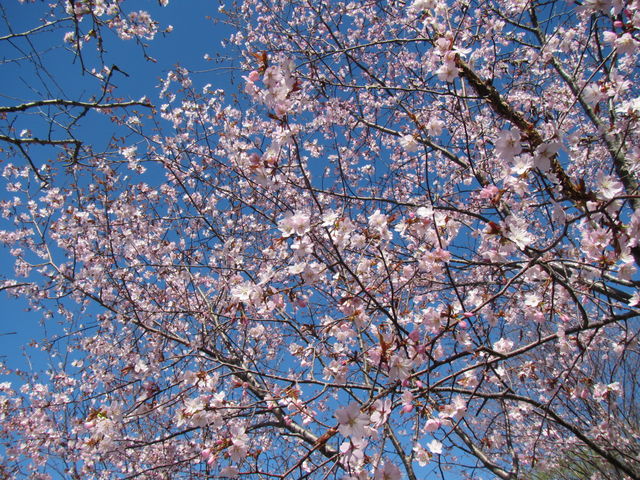 ���J�̍�_�΃��u����