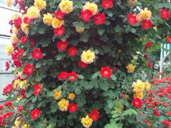 花巻温泉 バラ園の写真一覧 じゃらんnet