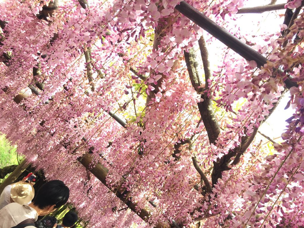 北九州市八幡西区の動物園 植物園ランキングtop1 じゃらんnet