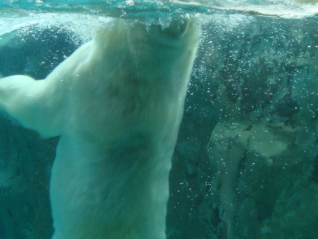 �X�|���W���܂��_���R������