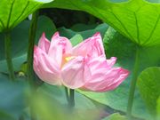 jR񂳂̏c隬̃nX̓eʐ^1