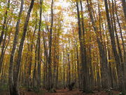 ݂񂳂̈䍂ui񎟗т̓eʐ^1