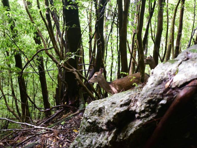 ���ɉ�܂����B_���v���R��