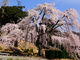 しどーさんの妙祐寺のしだれ桜への投稿写真2