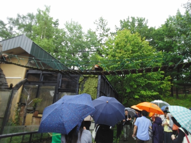 ���b�T�[�p���_�̂��U��_���R������