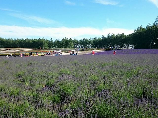 �ό��q�����������ł�_�l�G�ʂ̋u