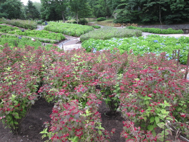 ��������������炵���ł���B_�s���̐X