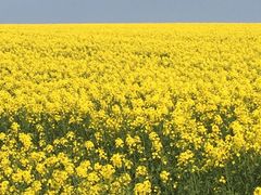 iSAN)SAPPORO@ACTIVE@NAVIGATION̎ʐ^1