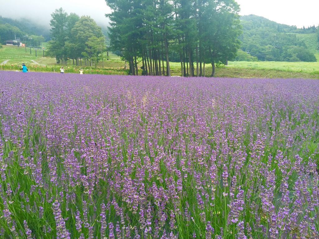 タングラム斑尾 ゆり園&ラベンダー園