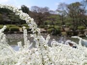 kazu񂳂̕Βn̓eʐ^1