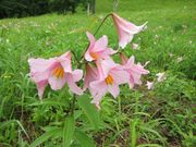 ς񂾂̍RЂ߂Qn̓eʐ^5