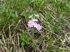 ibokorori̔RHւ̓eʐ^1