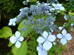 みちのくあじさい園の写真一覧 - じゃらんnet