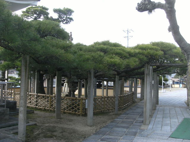 ibokorori����̕��P���̓��e�ʐ^1