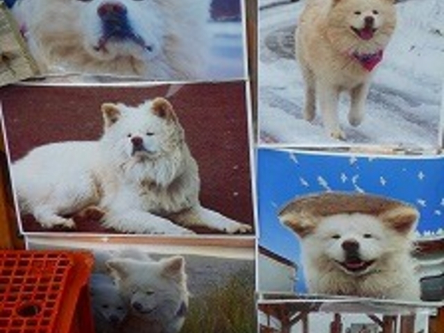 �X���E���Ìy�S�E�˃��򒬁E�厚�E�ԐΒ��E�Ă��C�J�ʂ�u�����⏤�X�v_�Ă��C�J�ʂ�u�C�J�̃J�[�e���v