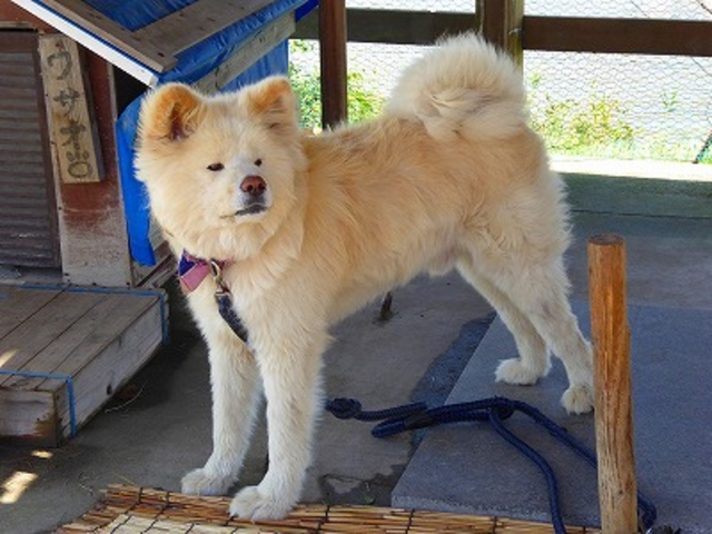 }bN̏ĂCJʂuCJ̃J[ev̓eʐ^8