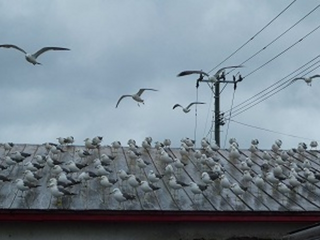 �X���E���Ìy�S�E�˃��򒬁E�厚�E�ԐΒ��E�Ă��C�J�ʂ�u�����⏤�X�v_�Ă��C�J�ʂ�u�C�J�̃J�[�e���v