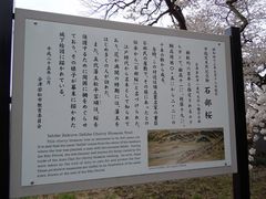 w-masaさんの石部桜への投稿写真1