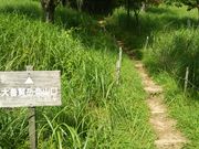 endatsuWASAMATA HUTTE̓eʐ^1