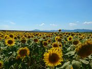 ���񂯂񂳂�̉Ԃ̊C�^�Ђ܂��̓��e�ʐ^1