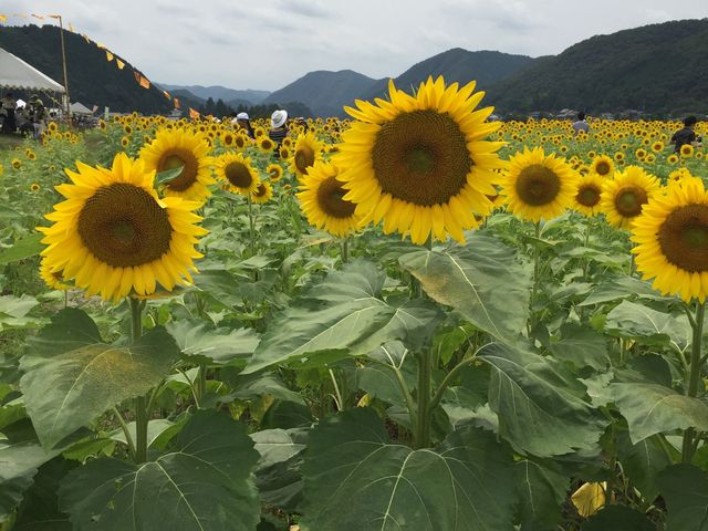 ����Ђ܂�蔨