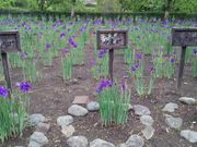 �䂩�肳��̑��������̃A�����̓��e�ʐ^1