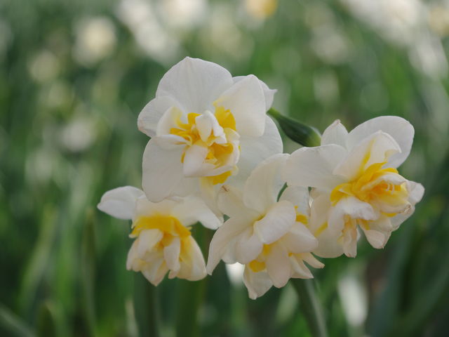 ����̉�_�ܖ؍�̐���