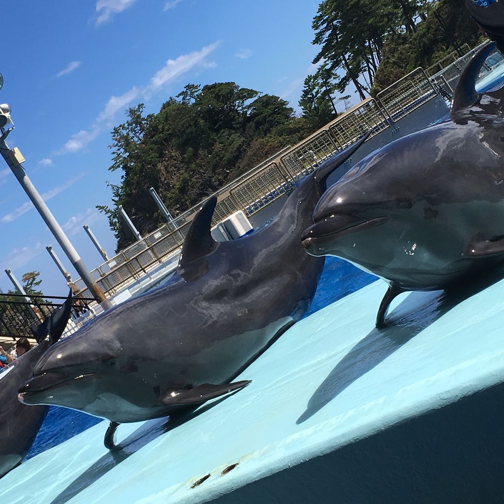 全国 イルカに会える水族館28選 生態からイルカウォッチング情報までご紹介 じゃらんニュース