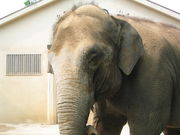 Ђł񂳂̕PHs̓eʐ^1