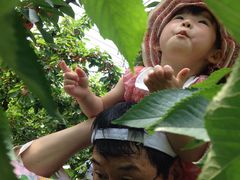 o񂳂̂V̗؂ډւ̓eʐ^1