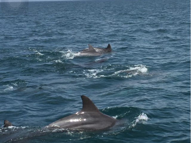 �V���ό��C���J�E�H�b�`���O �h���t�B���N���[�Y