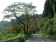 Ԃ񂳂̓__̐{̓eʐ^1