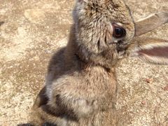 ݂̋xɑ v쓇ւ̓eʐ^1