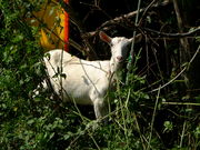 �Ԃ���񂳂�̋{�n�Ԑ_�Ж��Ƒ����R�L���̓��e�ʐ^2