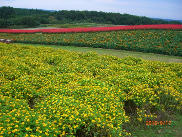 |WEE}[S[hETrA_₭炢K[f