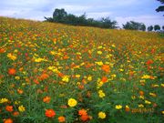 IWD̂₭炢K[f̓eʐ^2