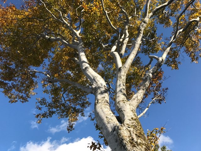 R`ʂ甒zzƂɂ钓ԏꂩ̌iςǂƎv܂B_ȃXJCo[