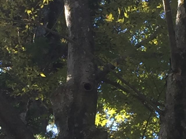 �򉤉@�̓V�瑜���̑傫�Ȗ؂ł��B
�������̌��̓��T�T�r�̑��ł��B
17�������犈�����邻���ł��B_�����R