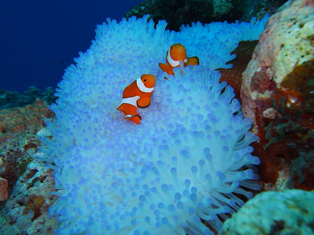 �j���i�J�N���N�}�m�~�j�ƃT���S�̃R���g���X�g���L���C�I_�p���_�C�X��y��