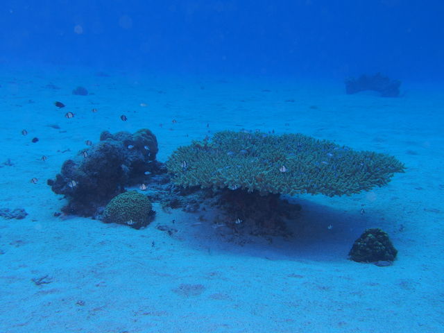 ���̒��Ƀh���[�i�i�����E�n�M�j�̗c�����R�C���܂����B_�p���_�C�X��y��