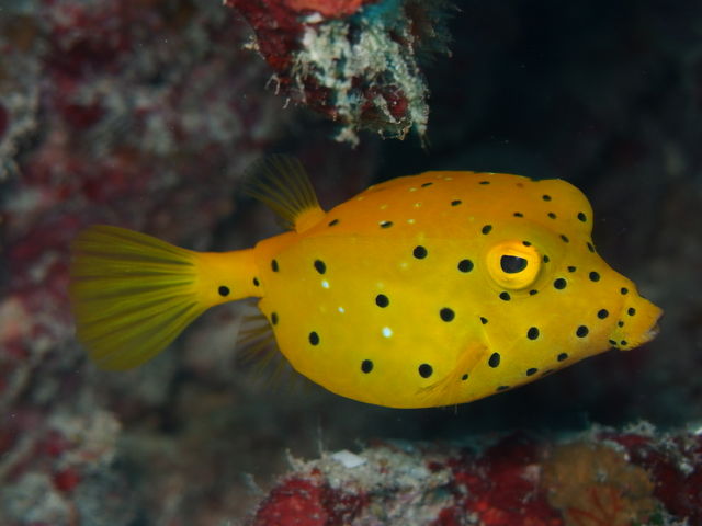 �~�i�~�n�R�t�O�̖ڂ��O�p�œ{���Ă�悤�Ńu�T�J���ł��B_�p���_�C�X��y��