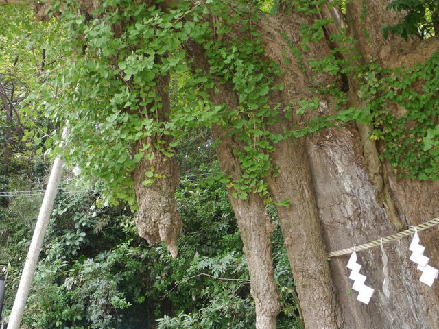 �C�`���E�̂��_��_�C��_��