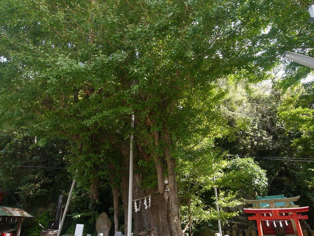 �C�`���E�̂��_��_�C��_��