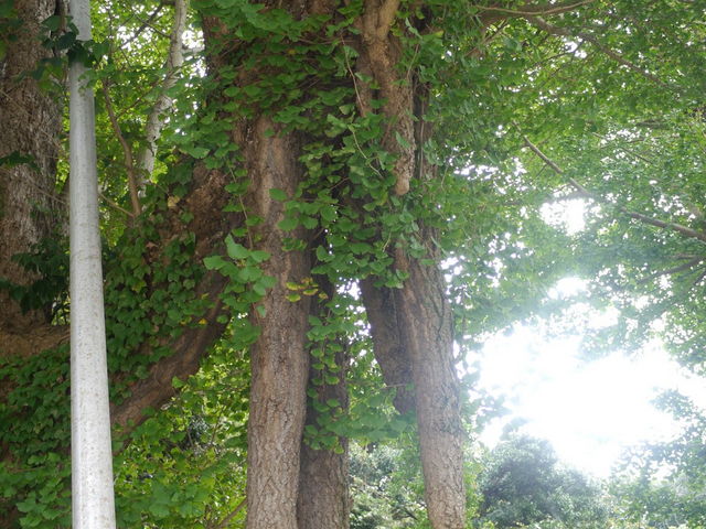 �C�`���E�̂��_�؊g��_�C��_��