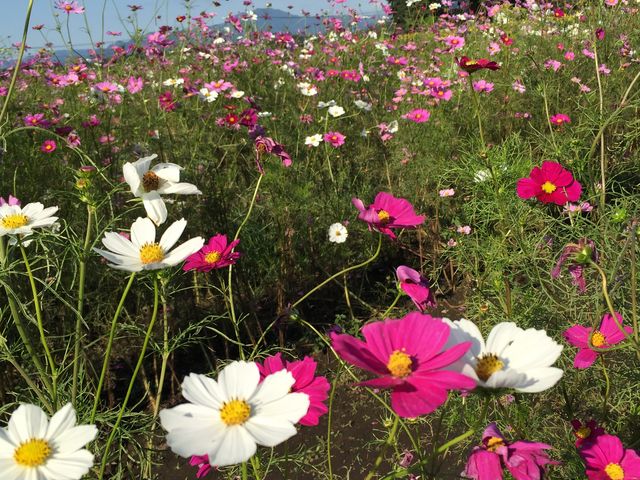 肦܂邳̋ersuӂꂠZ^[Hʊق̓eʐ^3