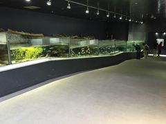 上流から下流までを模した淡水魚の水槽。_アクアマリンいなわしろカワセミ水族館